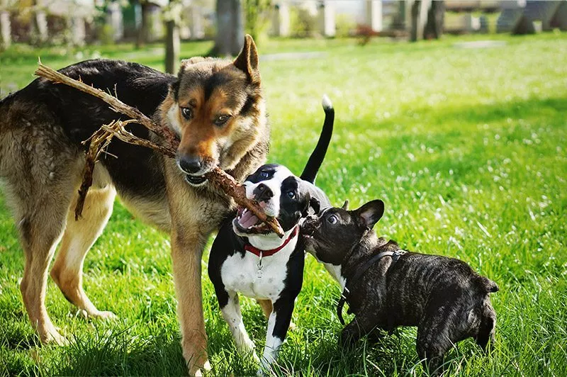 Two dogs playing outside with a stick on green grass