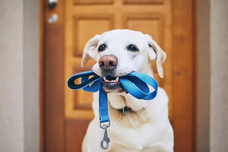 White lab holding blue leash