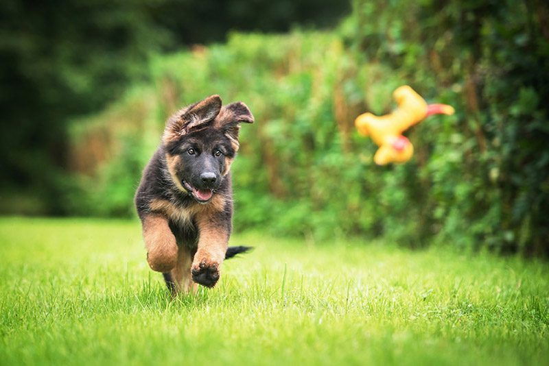 puppyplan-lg