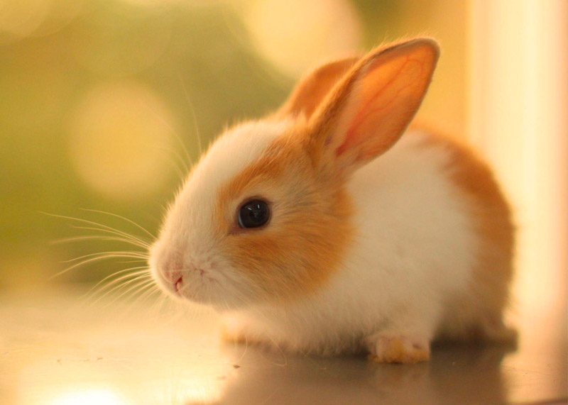 smallanimal-lg