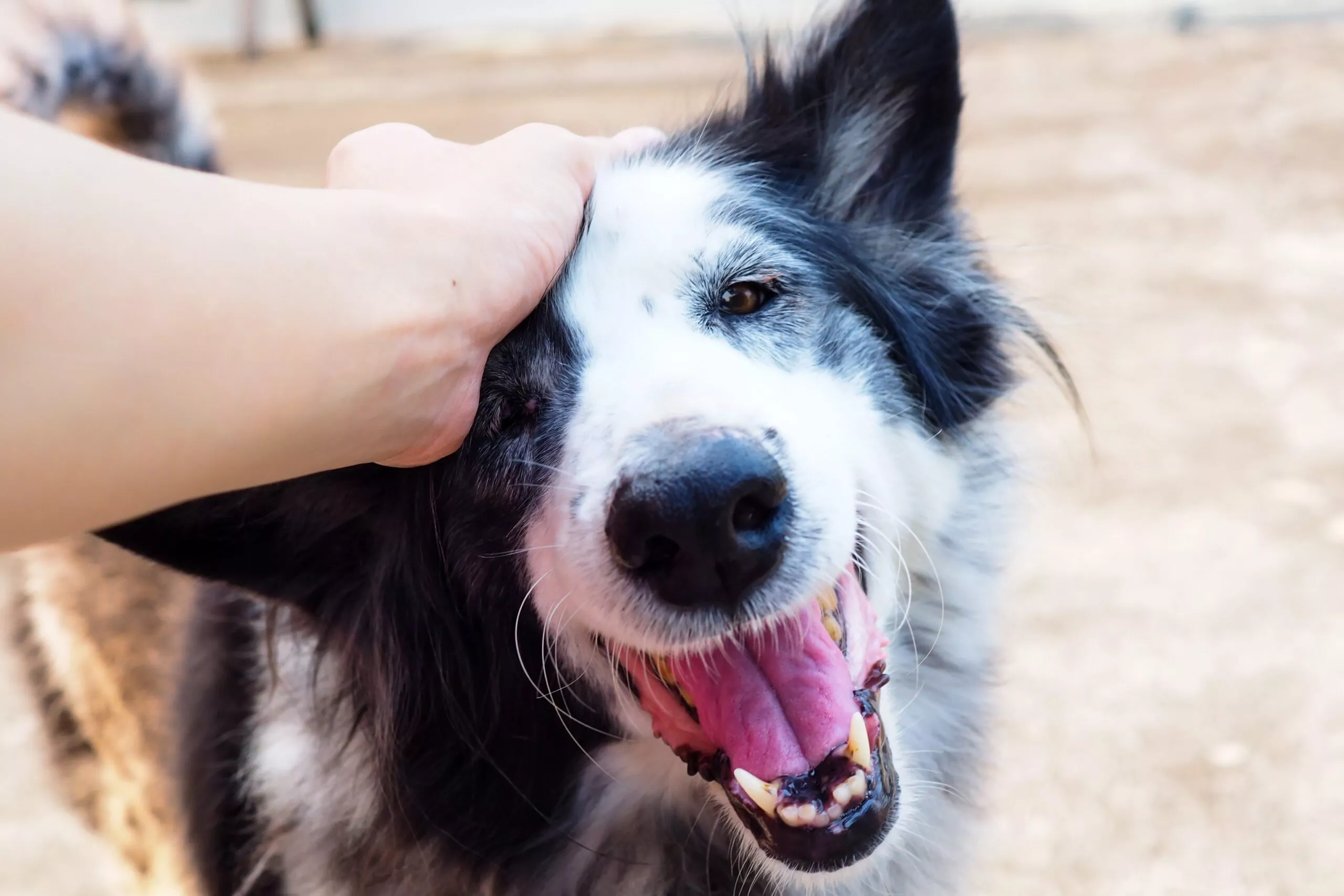 Happy dog getting a pet from his owner for good behaviour