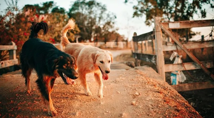 Dogs on a boardwalk